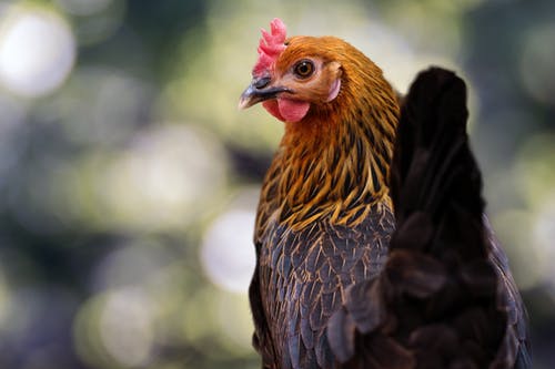 鸡的特写照片 · 免费素材图片