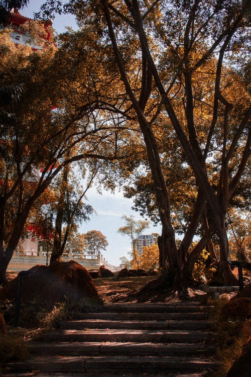 停泊的棕叶树木 · 免费素材图片
