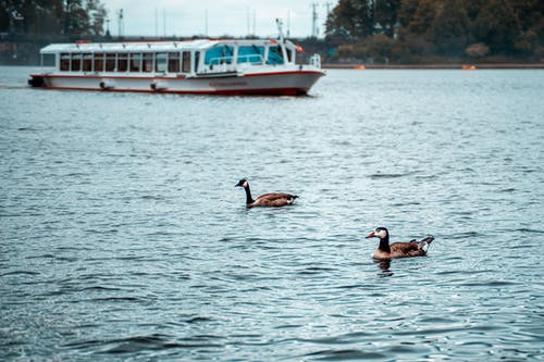 在水体上的两只棕鹅 · 免费素材图片