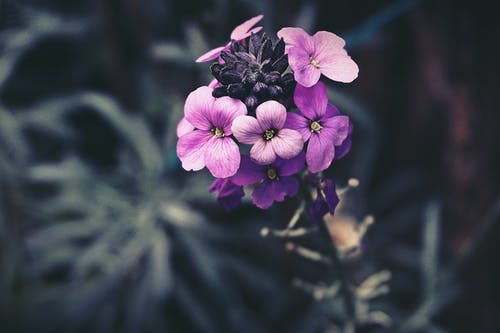 选择性聚焦摄影中的紫色花瓣花 · 免费素材图片