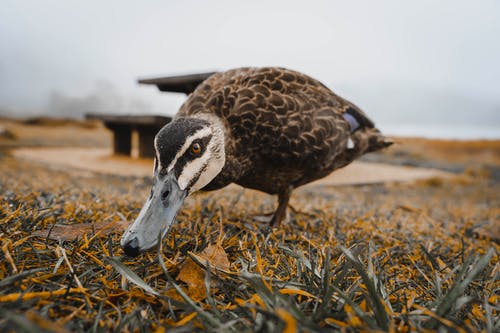 鸭在草地上的特写照片 · 免费素材图片