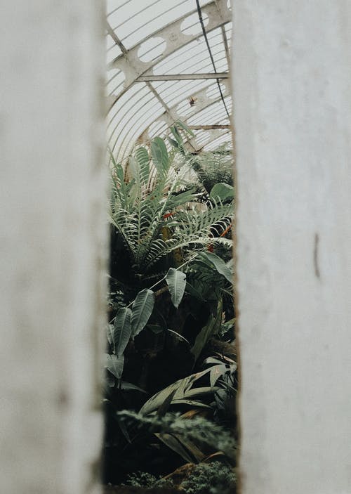 绿叶植物 · 免费素材图片