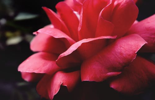 红花 · 免费素材图片