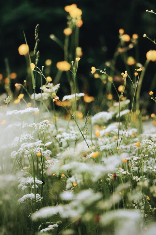 白花的选择性焦点照片 · 免费素材图片