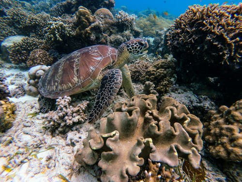 水下摄影中的棕龟 · 免费素材图片