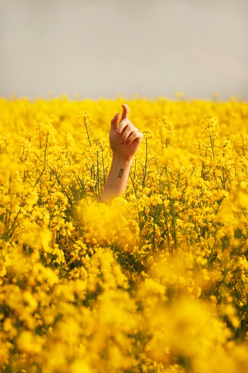 人间黄花瓣花场之间的手 · 免费素材图片