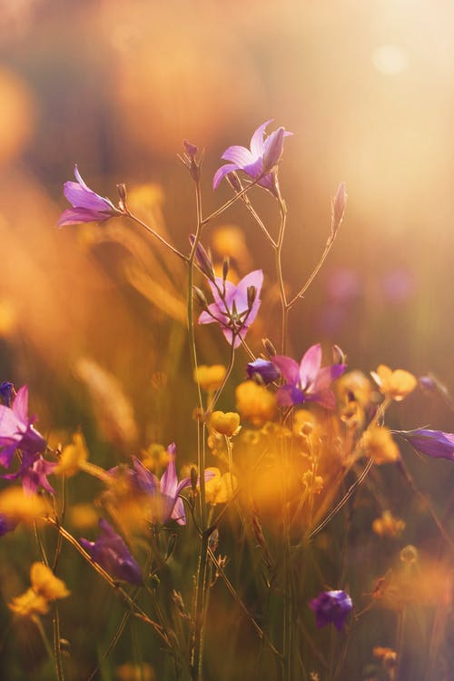 紫色的小花的选择性焦点照片 · 免费素材图片