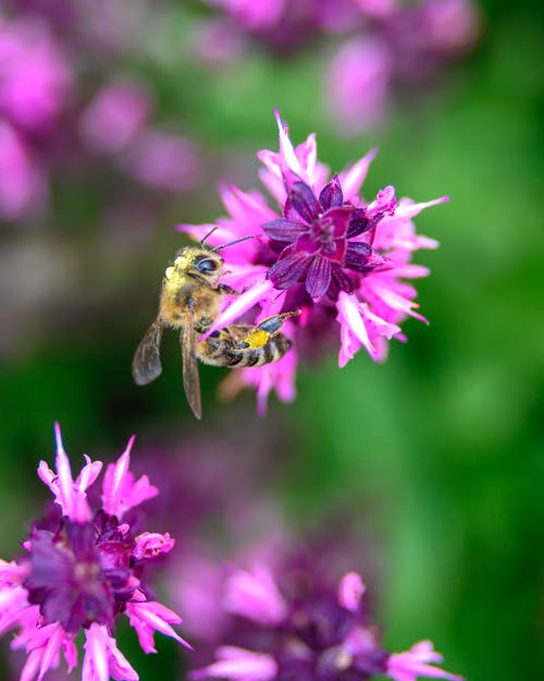 蜜蜂栖息在选择性聚焦摄影中的紫色簇花上 · 免费素材图片
