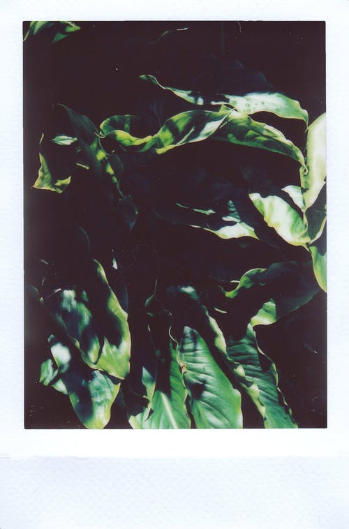 绿叶的植物与阳光 · 免费素材图片