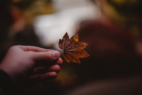 一个人的手，握着棕色的叶子的特写照片 · 免费素材图片