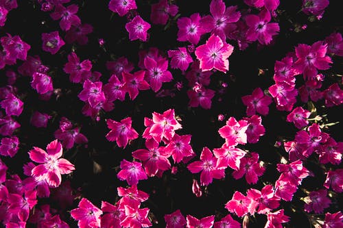 粉红色的花瓣花园 · 免费素材图片