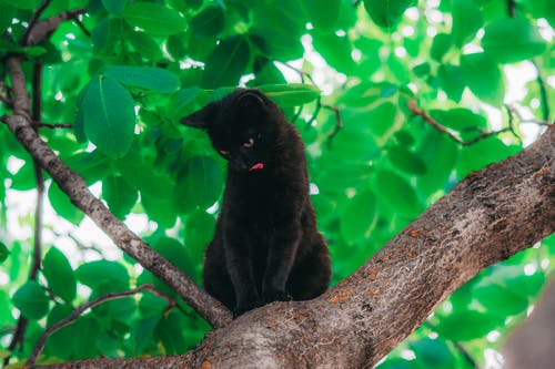 孟买猫在树枝上 · 免费素材图片