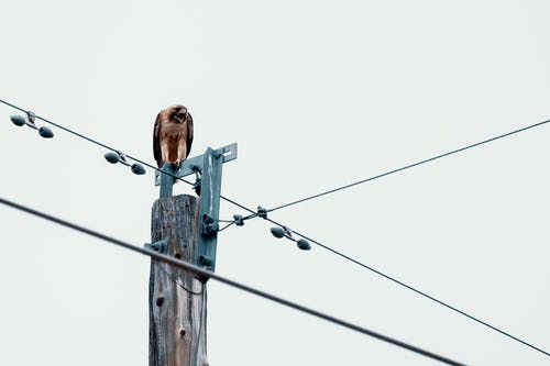 鸟栖息在电线杆上的照片 · 免费素材图片