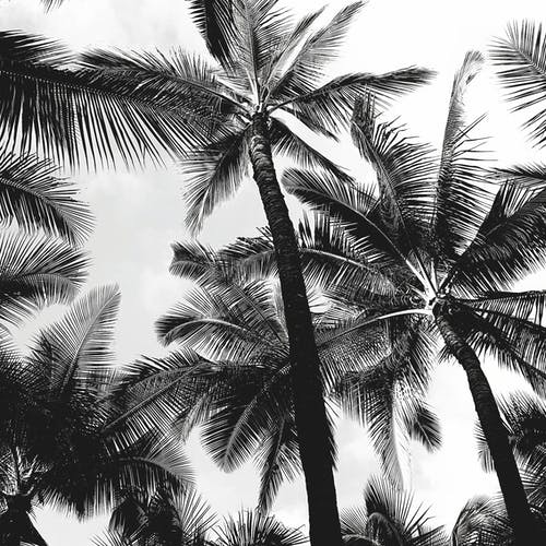 棕榈树的灰度照片 · 免费素材图片