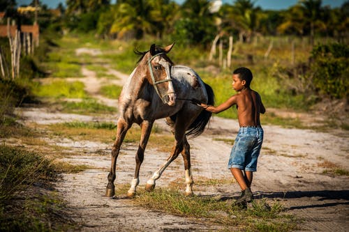 光着膀子的男孩在马附近穿短裤的照片 · 免费素材图片