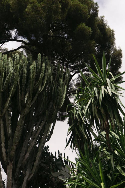 有关从下面, 仙人掌, 低角度的免费素材图片