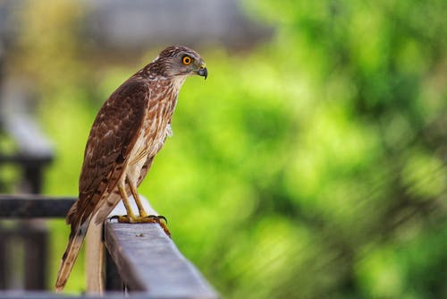 选择性聚焦侧视图照片的红尾鹰栖息在木栏杆上 · 免费素材图片