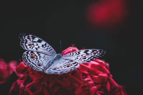 蝴蝶在花上的特写照片 · 免费素材图片