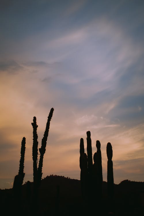 在日落的仙人掌植物的剪影景观图 · 免费素材图片