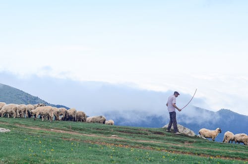 在与羊的草地上行走的人 · 免费素材图片