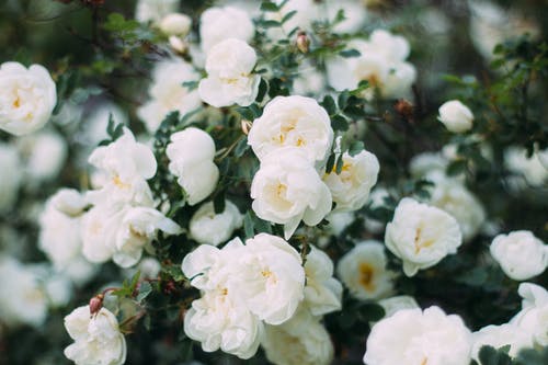 白色花瓣的特写照片 · 免费素材图片