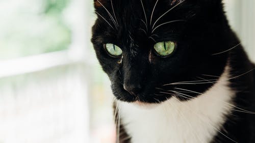 黑猫的特写照片 · 免费素材图片