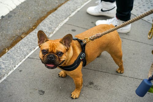 短外套棕色狗站在人行道上 · 免费素材图片