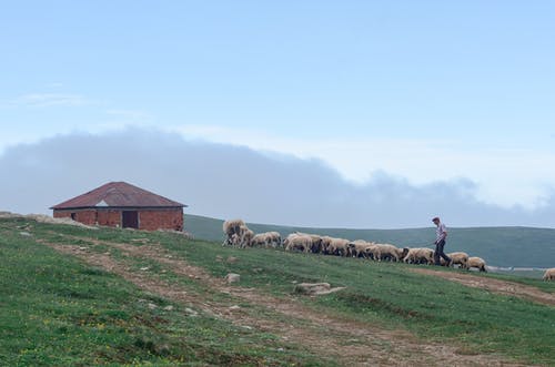 牧羊人在砖房旁边的草地上walking羊的羊的照片 · 免费素材图片