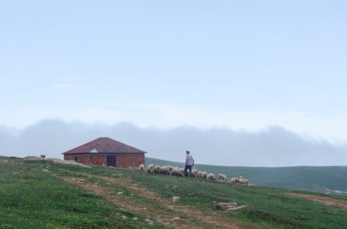 牧羊人在砖房旁边的草地上walking羊的羊的照片 · 免费素材图片