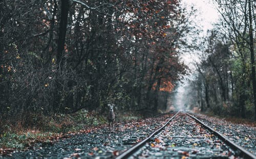 鹿站在树林之间的火车轨道附近的照片 · 免费素材图片