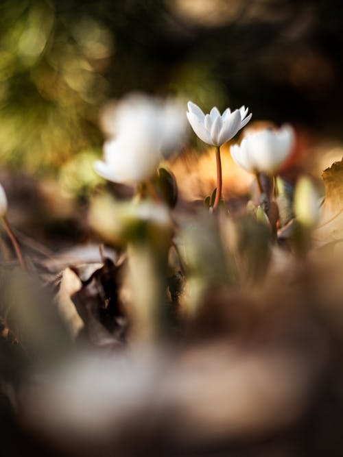 白花瓣 · 免费素材图片