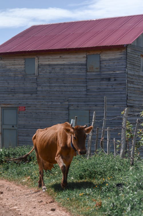谷仓附近的棕色母牛 · 免费素材图片