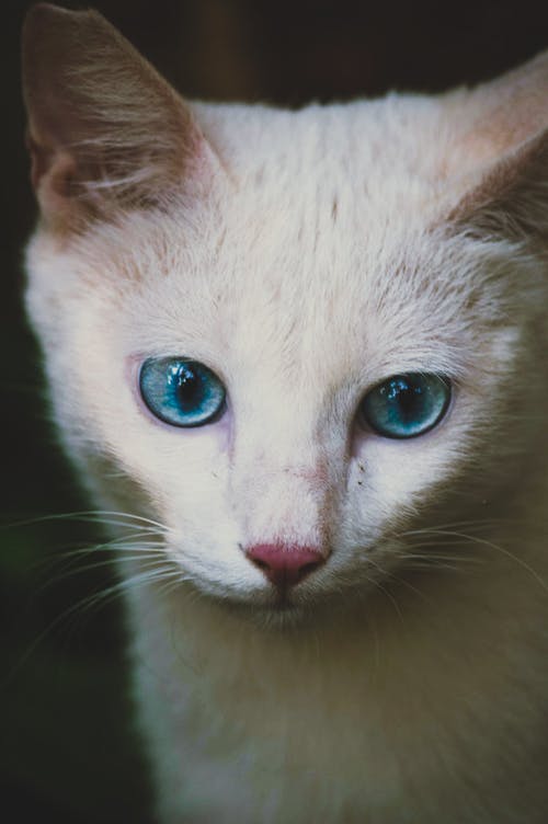 白猫的特写照片 · 免费素材图片
