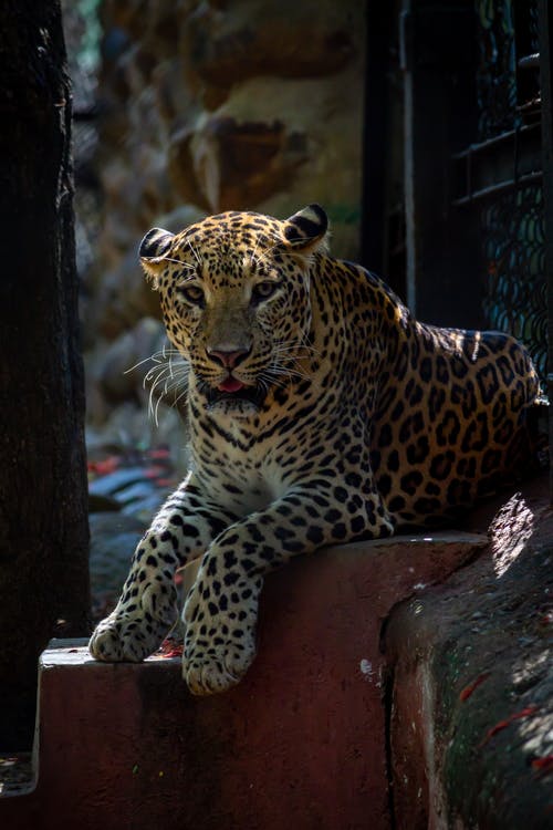 豹在混凝土楼梯上休息 · 免费素材图片