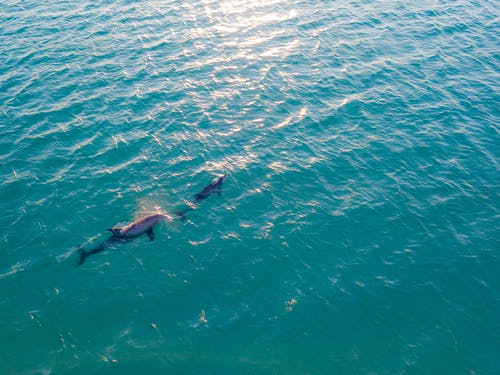 两只海豚在水下 · 免费素材图片