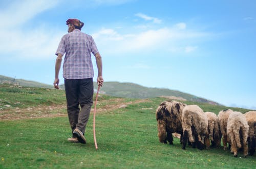 牧羊人走在草地上的羊群的背影照片 · 免费素材图片