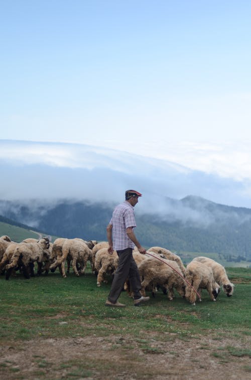 牧羊人在草地上行走的羊群的侧视图照片 · 免费素材图片