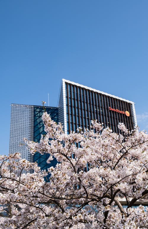 Swedbank高层建筑前的樱花的低角度照片 · 免费素材图片