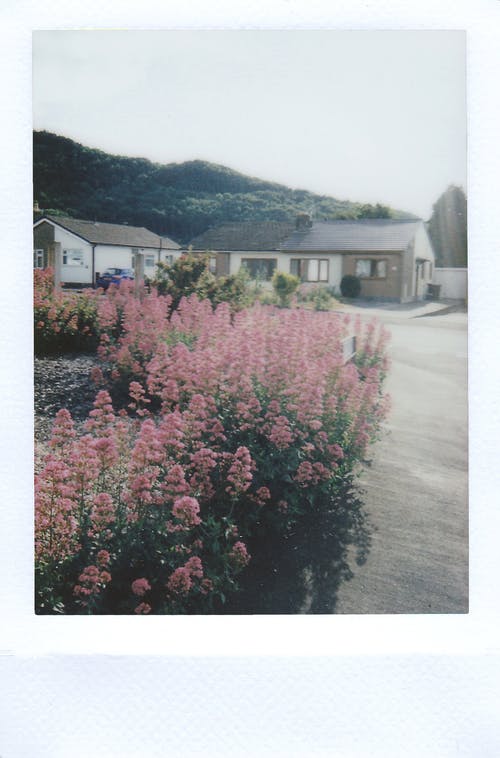 粉红色的花树篱植物 · 免费素材图片