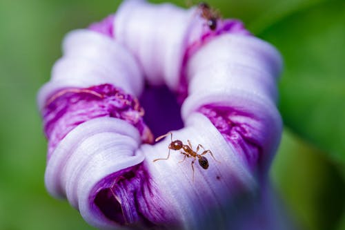 蚂蚁在紫色的小花的选择性焦点照片 · 免费素材图片