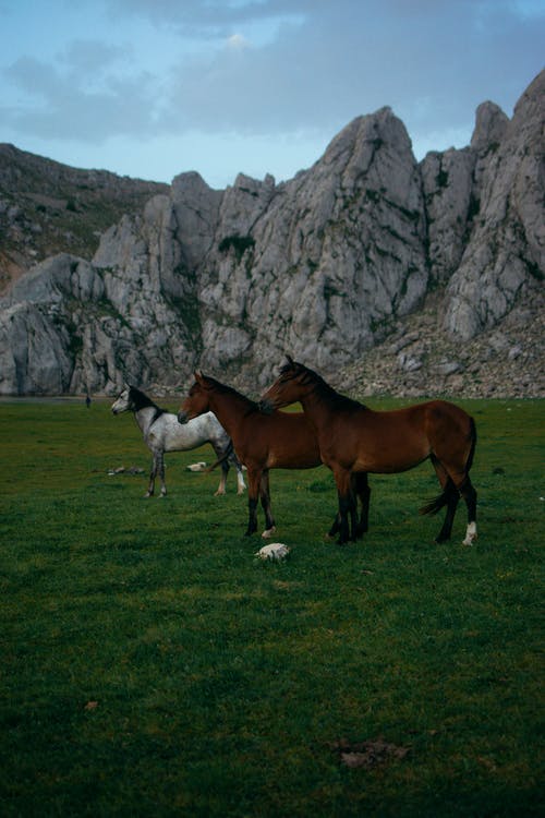两匹棕色的马和灰色 · 免费素材图片