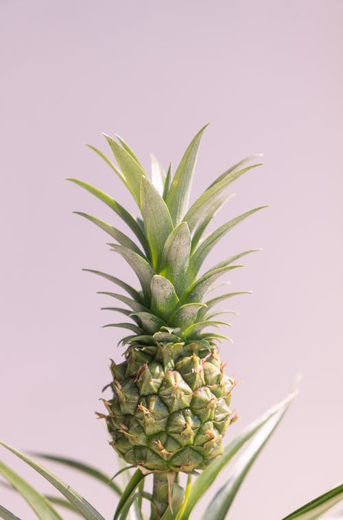 绿菠萝果 · 免费素材图片