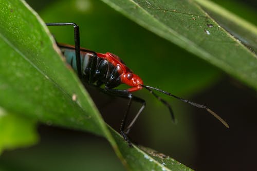 红色和黑色昆虫 · 免费素材图片