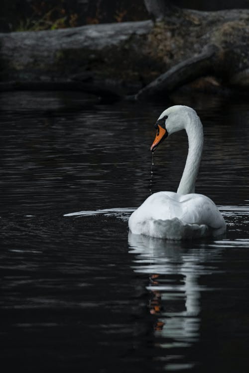 天鹅在水体上的浅焦点照片 · 免费素材图片