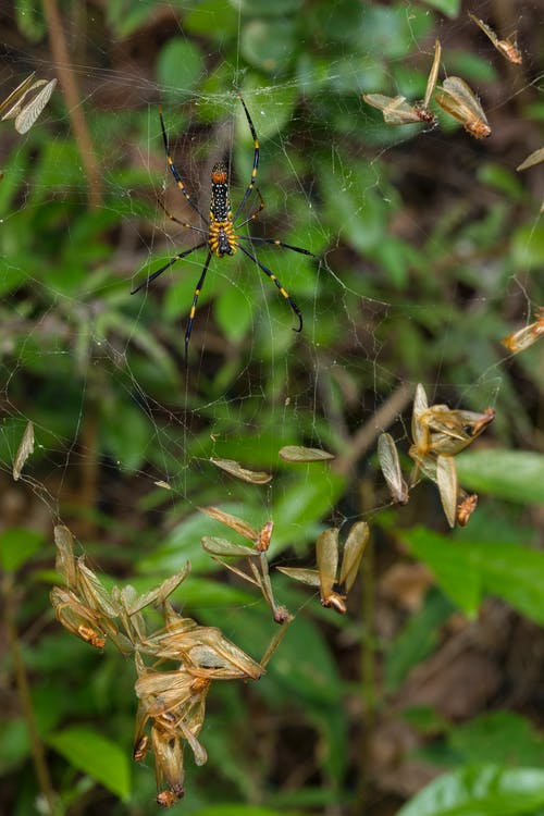 棕色和黑色蜘蛛 · 免费素材图片