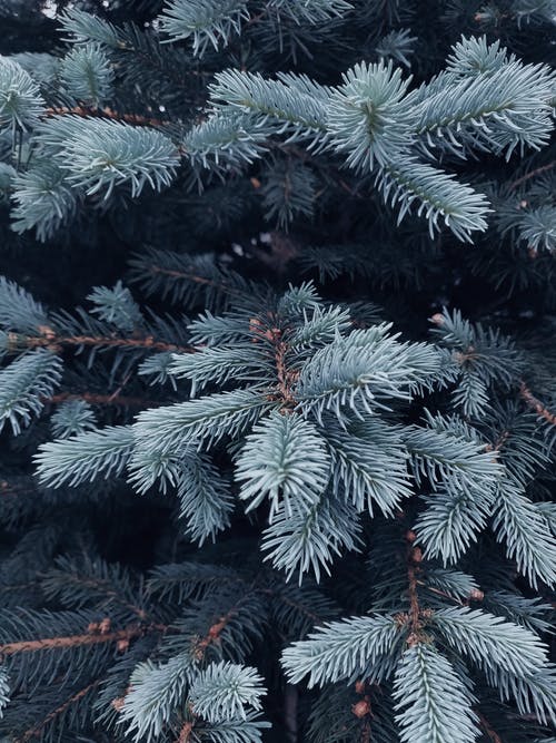 绿色针叶树的浅焦点摄影 · 免费素材图片