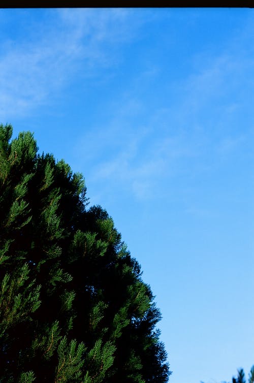 绿叶在蔚蓝的天空下 · 免费素材图片