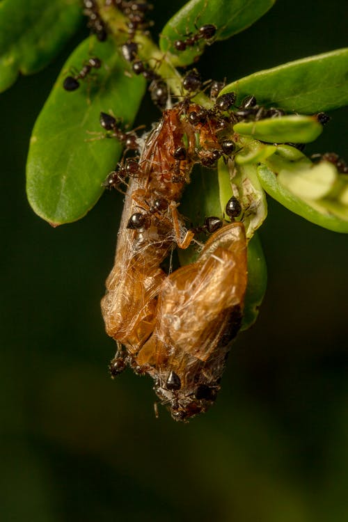 一群在植物上的蚂蚁 · 免费素材图片