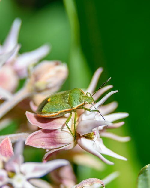 粉红色的花上的绿色小虫的选择性聚焦摄影 · 免费素材图片