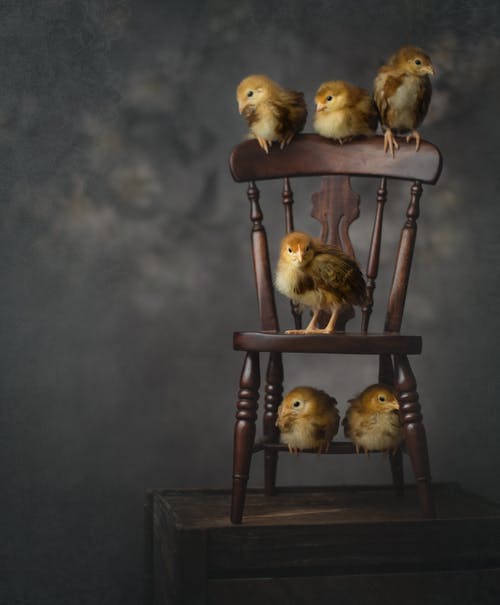 小鸡栖息在木椅上的照片 · 免费素材图片